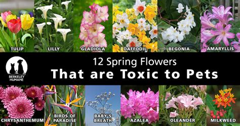 are roses toxic to animals.